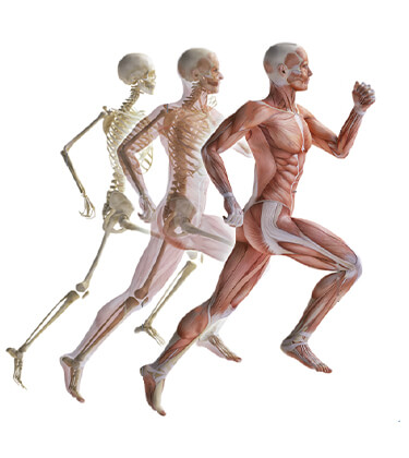 Imagem corpo humano