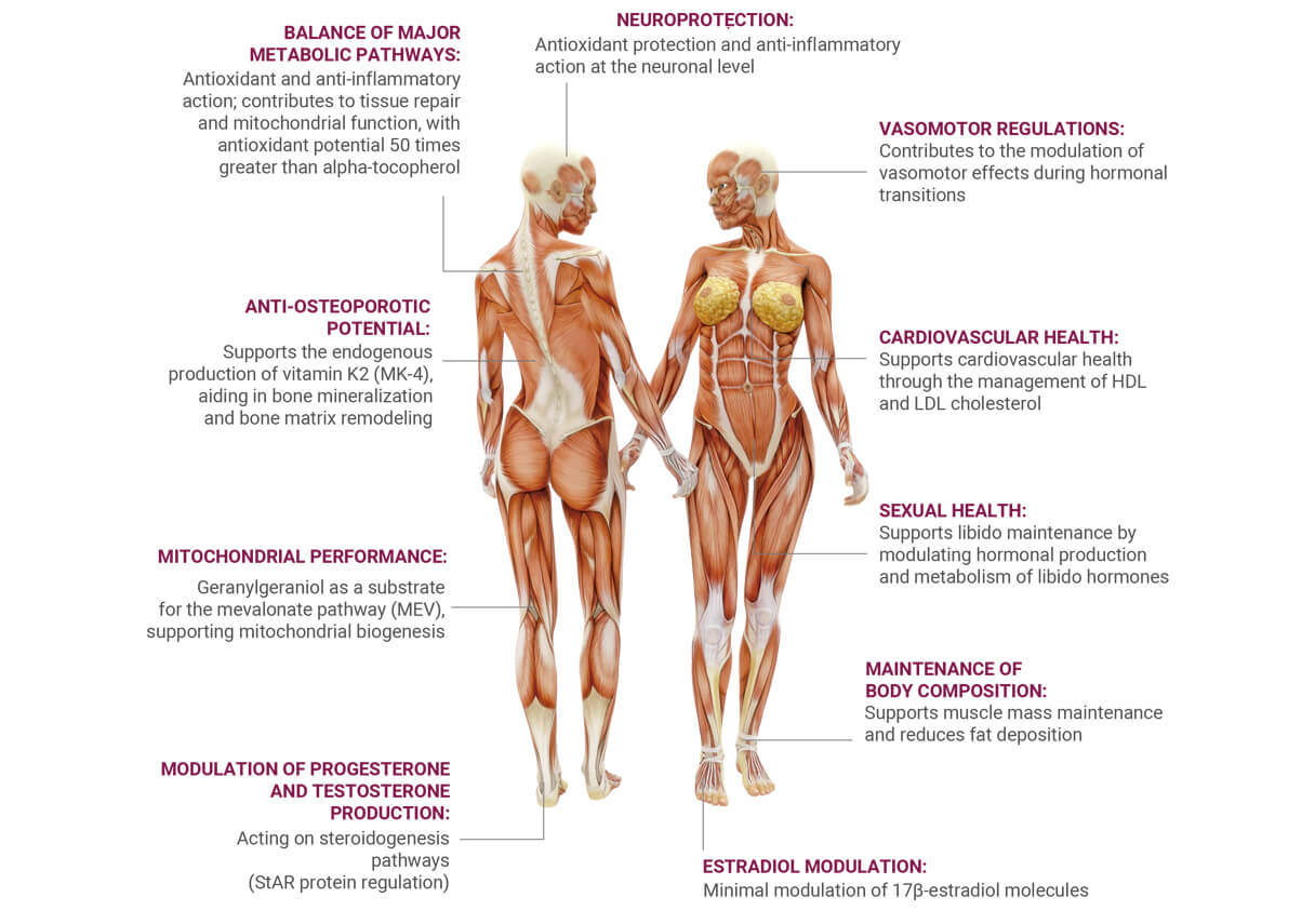 Imagem corpo humano